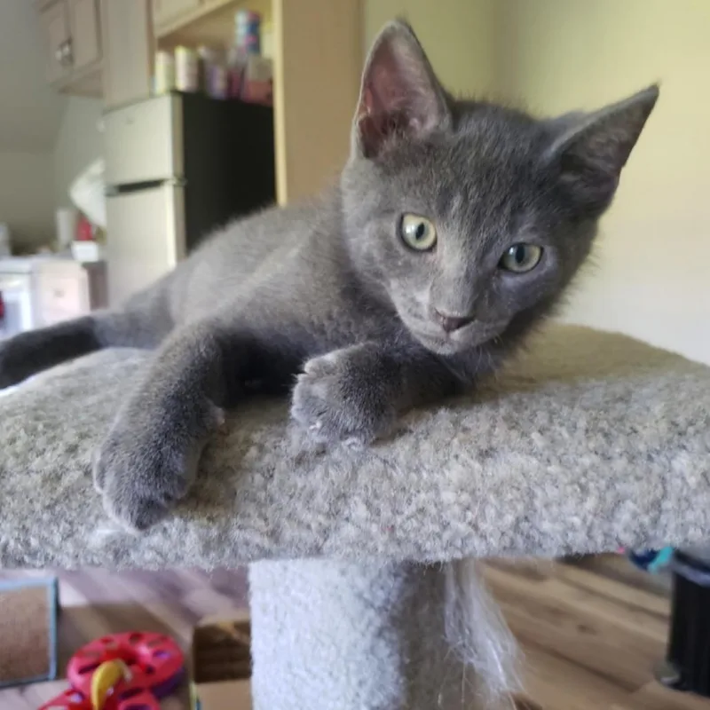 A baby small-sized male Gray / Blue / Silver Domestic Short Hair cat named Eric for adoption in Brighton, MO