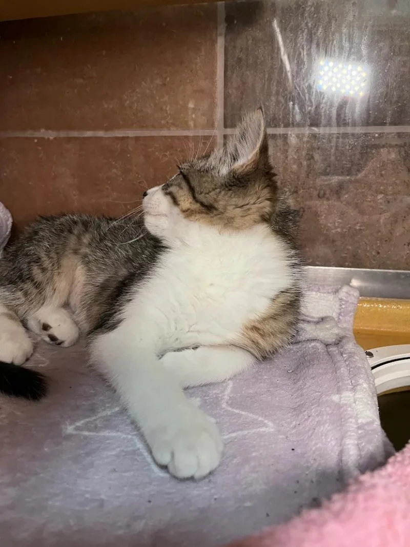 A young medium-sized female Brown / Chocolate Domestic Short Hair cat named Po for adoption in Fort Collins, CO