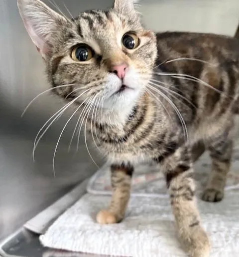 A young small-sized female Domestic Short Hair cat named Shelby for adoption in Ogdensburg, NY