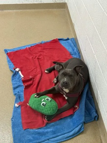 A senior large-sized male Pit Bull Terrier dog named SC Nighthawk for adoption in North Miami Beach, FL