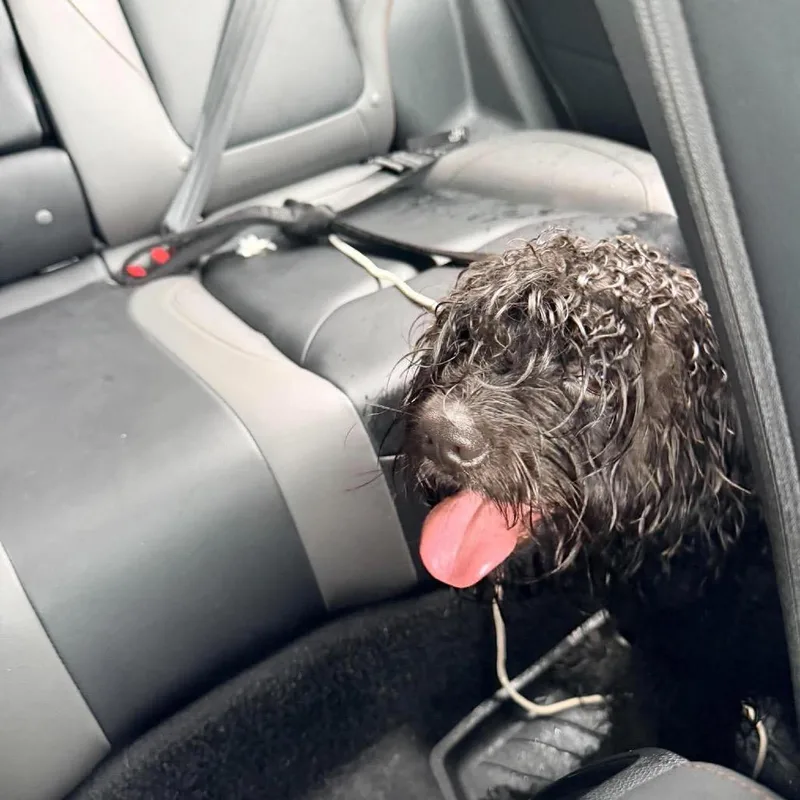A young medium-sized male Cocker Spaniel dog named Flip Flop for adoption in Fredericksburg, VA