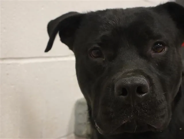A young medium-sized male Mixed Breed dog named Cannon for adoption in Columbia, SC