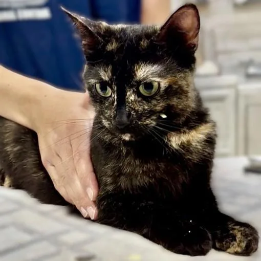 A young medium-sized female Tortoiseshell Domestic Short Hair cat named Whimsy for adoption in Columbia, MD
