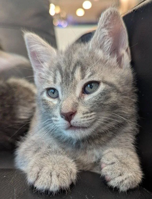 A baby medium-sized female Gray / Blue / Silver Domestic Short Hair cat named Volt for adoption in Oviedo, FL