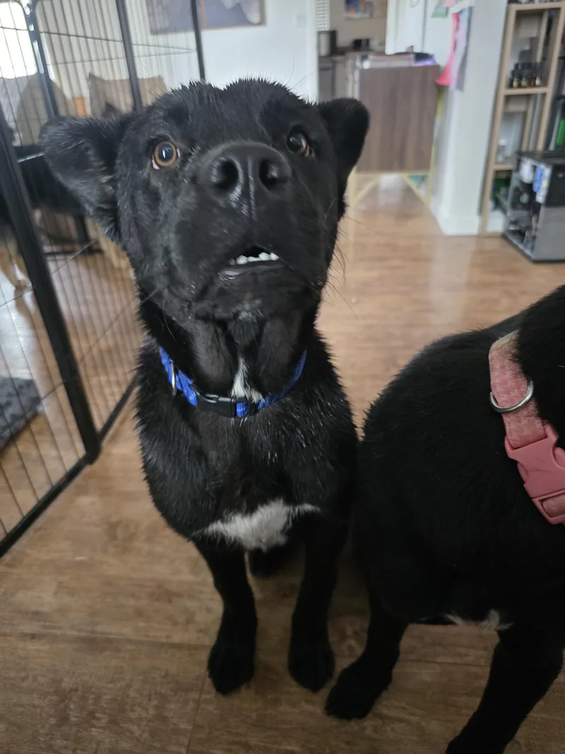 A young medium-sized male Black Cane Corso dog named Deisel for adoption in Sandia Park, NM