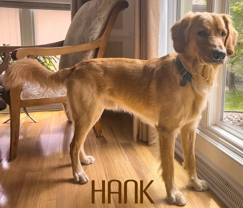 Hank
