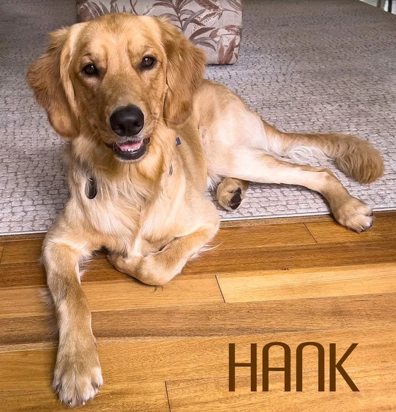 Hank thumbnail 2