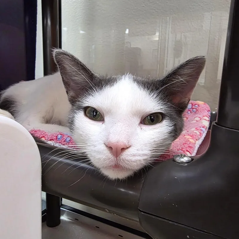 A young medium-sized male Domestic Short Hair cat named Peanut for adoption in Oshkosh, WI