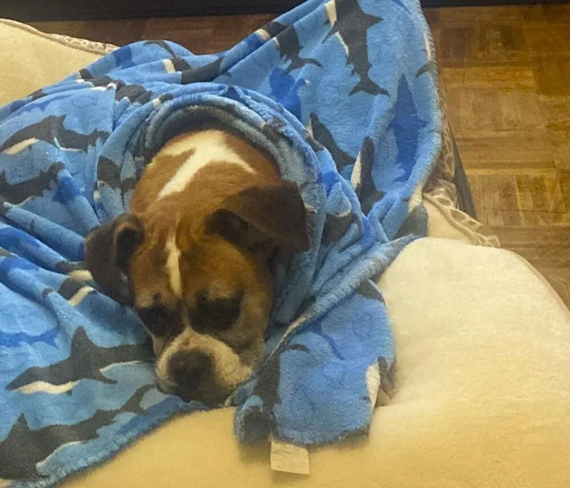 Xena  Silver Heart thumbnail 2