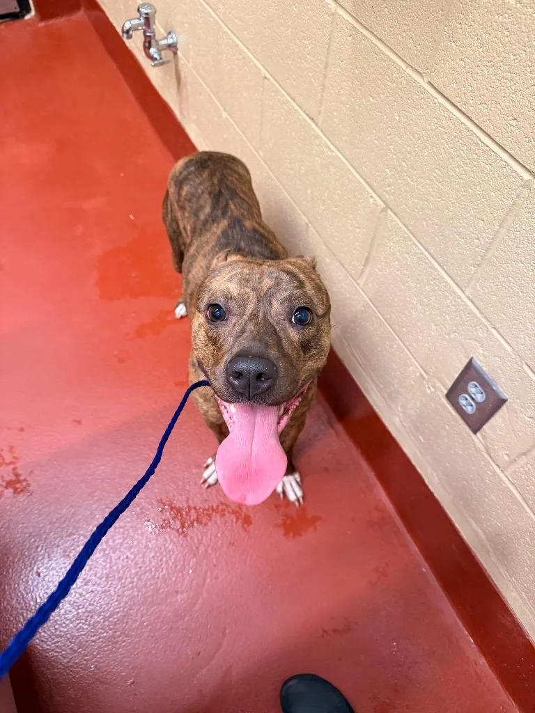 A young medium-sized male Mixed Breed dog named Boo for adoption in Douglasville, GA