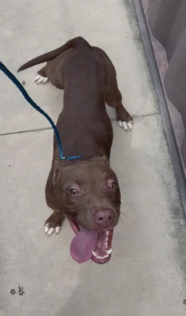 A young medium-sized female American Staffordshire Terrier dog named Lelo for adoption in Chester, SC