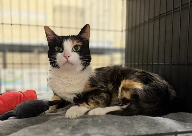 A senior medium-sized female Domestic Short Hair cat named Evelyn for adoption in Lancaster, PA