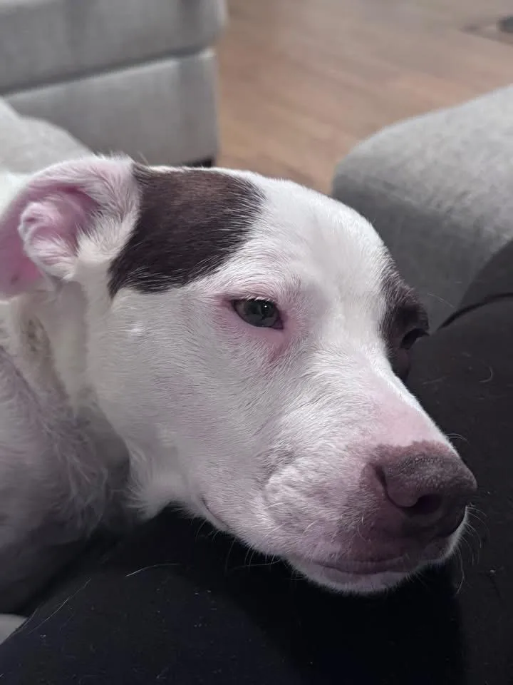 An adult medium-sized female Terrier dog named Lily for adoption in Berlin, NJ