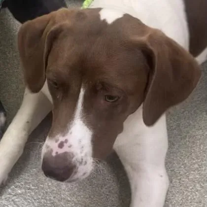 A young large-sized female Mixed Breed dog named Brownie for adoption in Cincinnati, OH