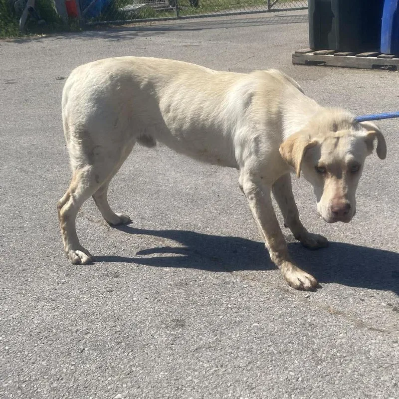 An adult small-sized male Yellow / Tan / Blond / Fawn Yellow Labrador Retriever dog named Duke Stray Hold for adoption in Huntington, WV