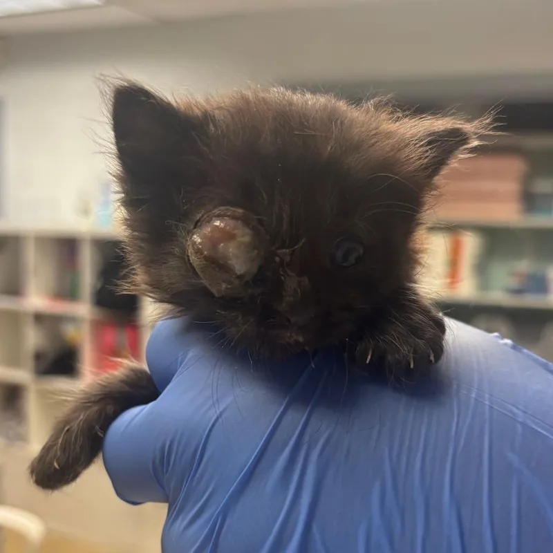 A baby small-sized male Black Domestic Short Hair cat named Big Beef for adoption in Birdsboro, PA