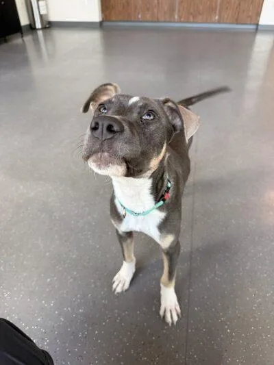 A young medium-sized male Mixed Breed dog named Beau for adoption in Truckee, CA