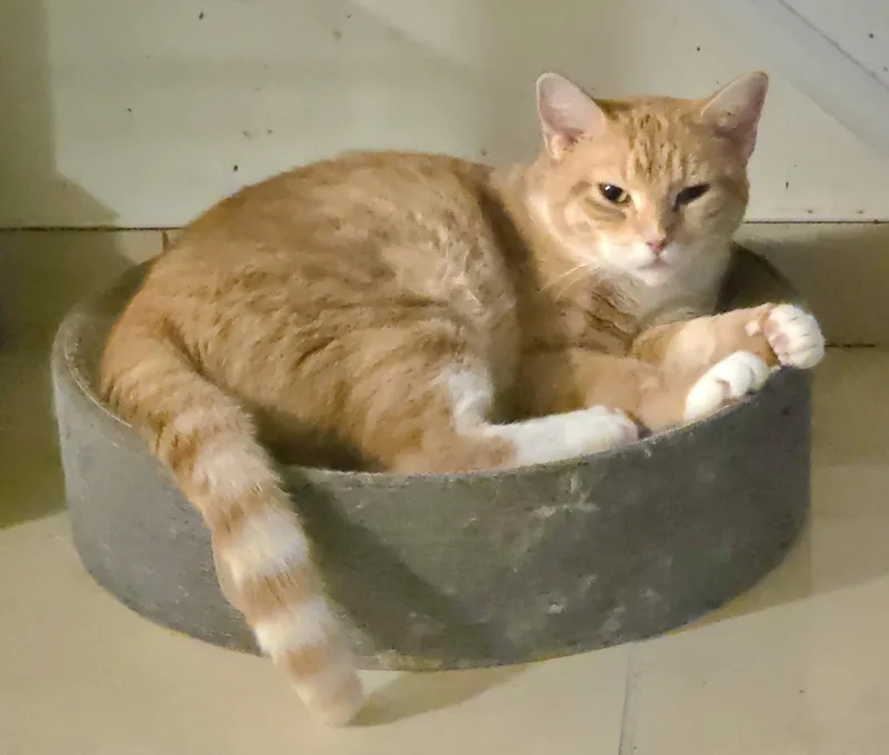 A young medium-sized female Domestic Short Hair cat named Twila yrs AVA for adoption in Sterling, MA