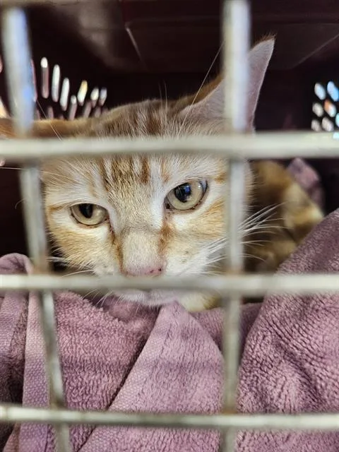 A young medium-sized female Domestic Short Hair cat named A for adoption in Palmetto, FL