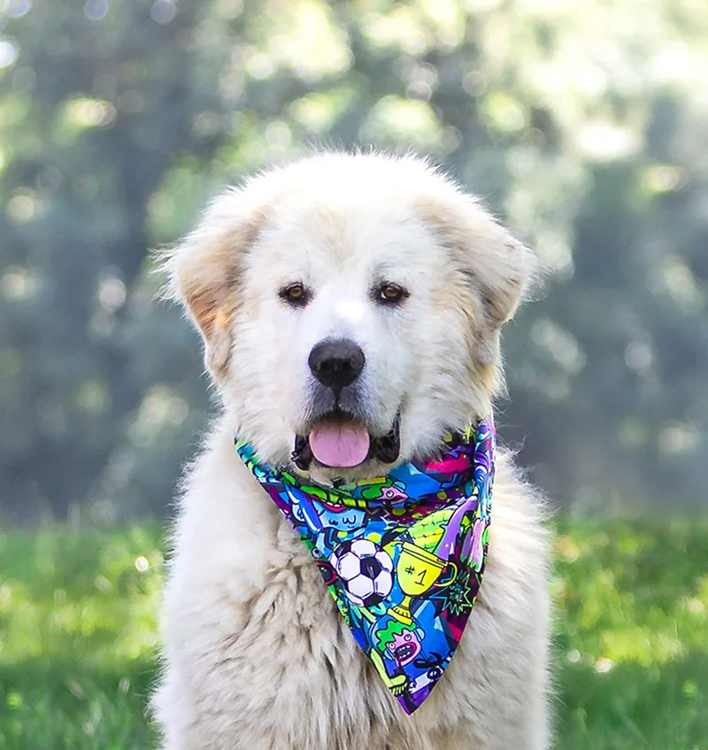 A young large-sized male Great Pyrenees dog named Dusty for adoption in Coatesville, PA