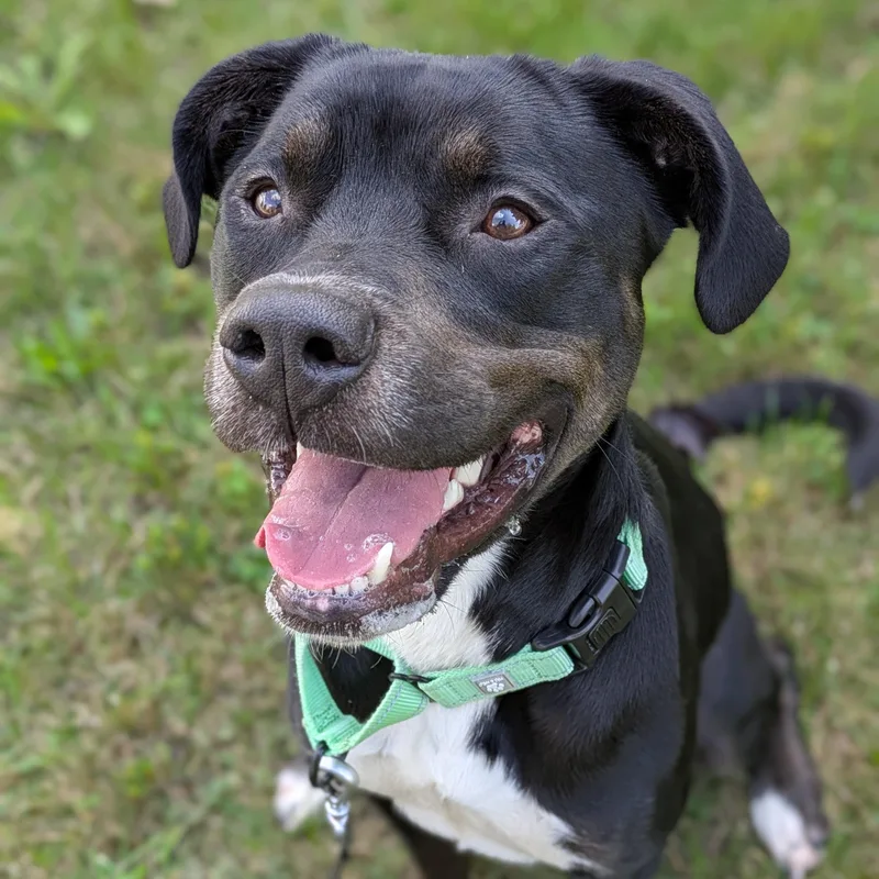 An adult medium-sized female Mixed Breed dog named Luna for adoption in Syracuse, NY