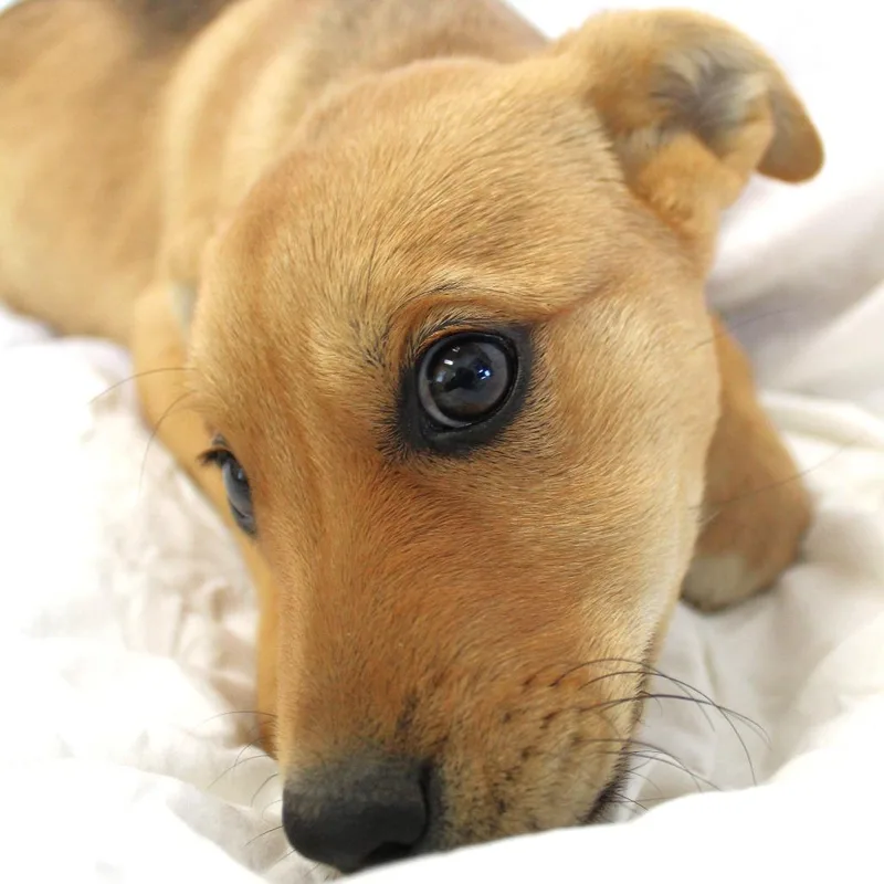 A baby small-sized female Brown / Chocolate Husky dog named Solara for adoption in Michigan City, IN