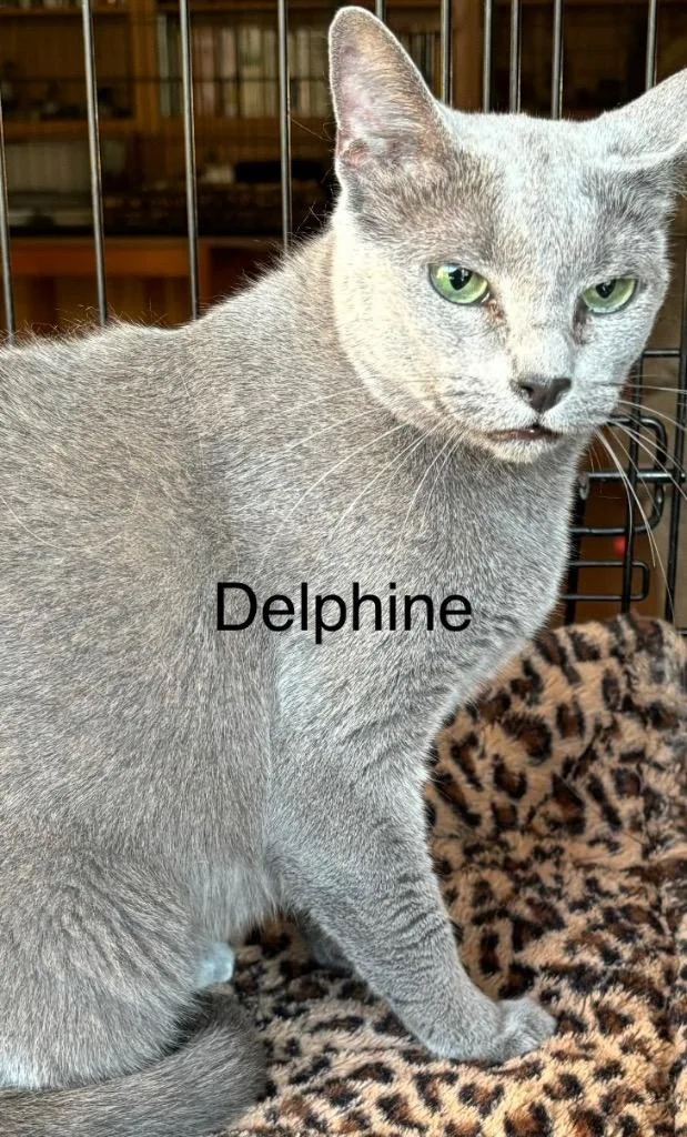 Delphine