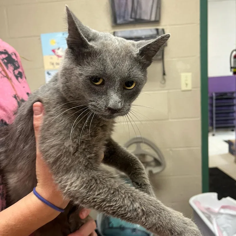 An adult medium-sized male Gray / Blue / Silver Domestic Short Hair cat named Turk for adoption in Lewisburg, WV