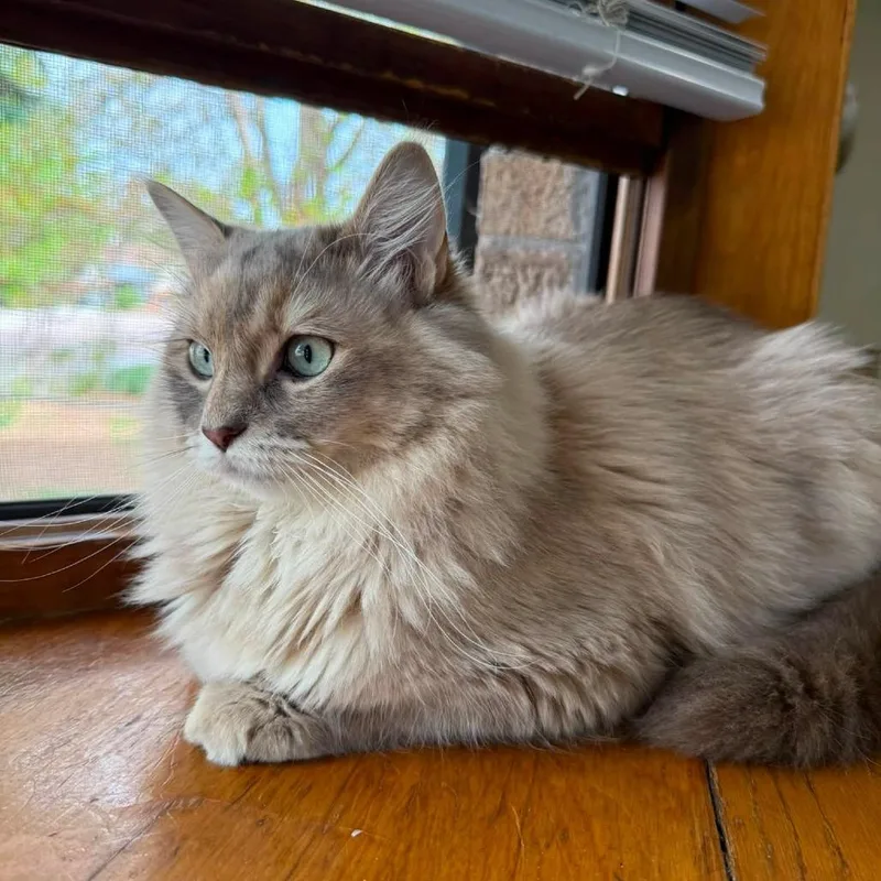 A young large-sized female Domestic Long Hair cat named Tali for adoption in Reno, NV