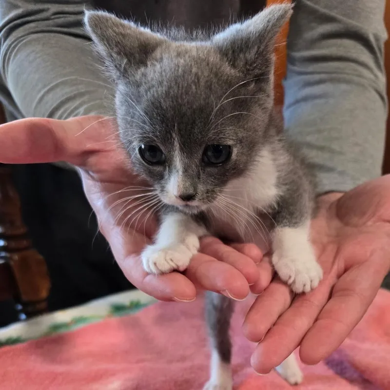 A baby small-sized male Gray / Blue / Silver Domestic Short Hair cat named Bernard for adoption in Klamath Falls, OR