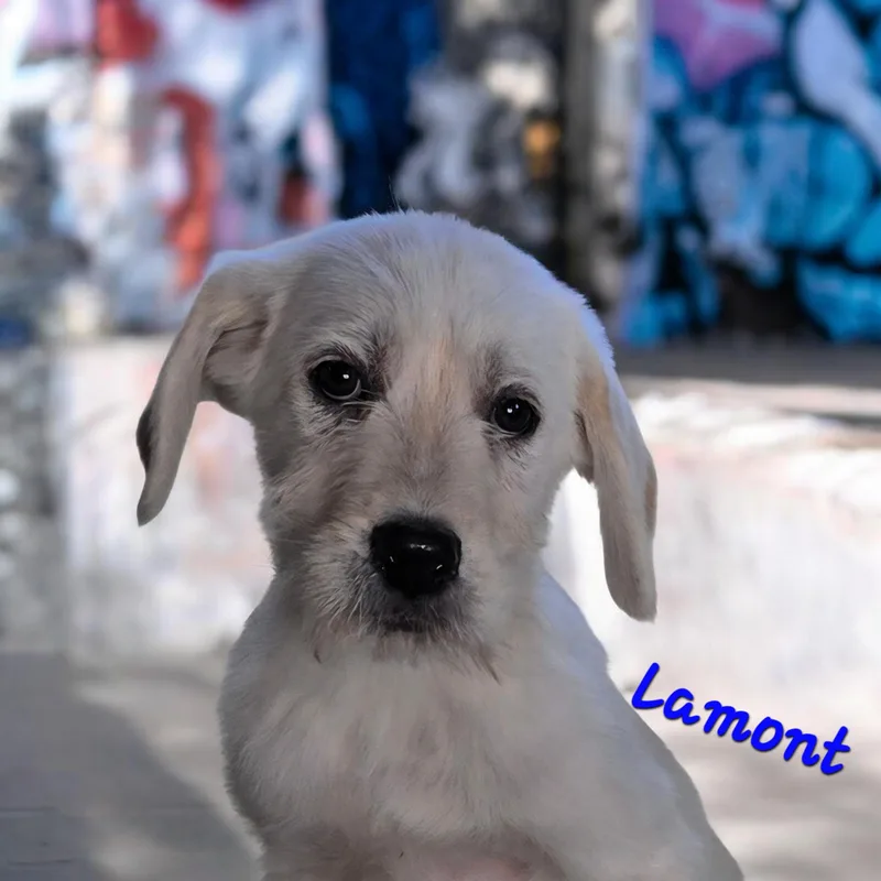 Lamont thumbnail 3