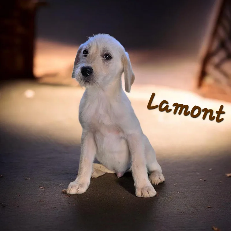 A baby medium-sized male Yellow / Tan / Blond / Fawn Labrador Retriever dog named Lamont for adoption in Watertown, CT