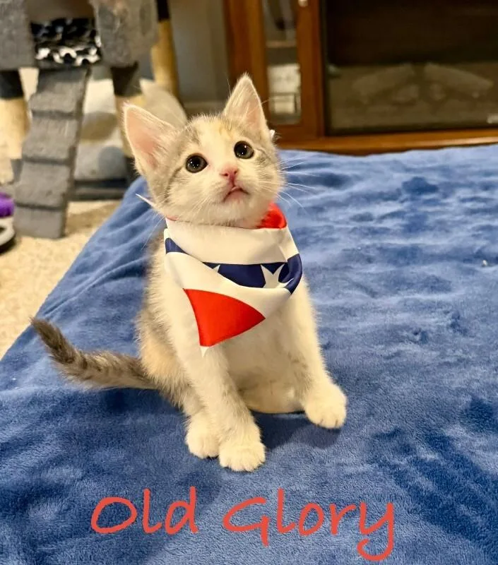 Old Glory Blue thumbnail 2