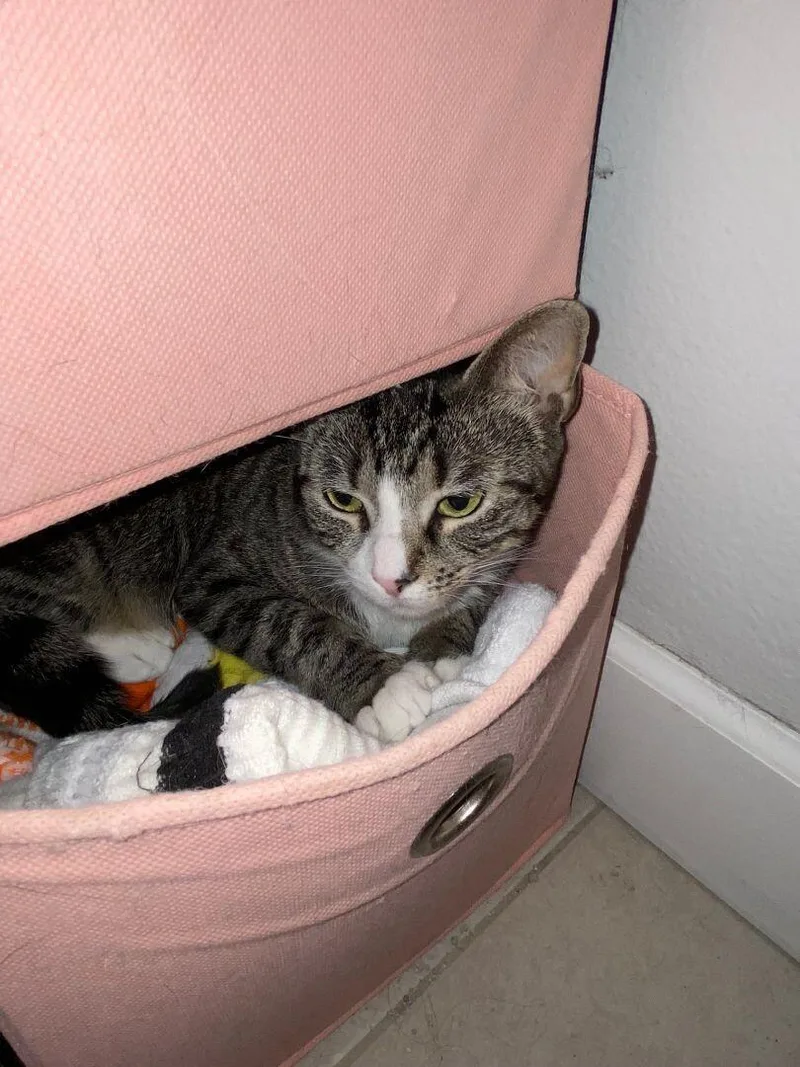 An adult medium-sized female Tabby cat named Moira for adoption in Maitland, FL