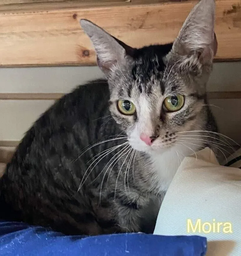 Moira thumbnail 3