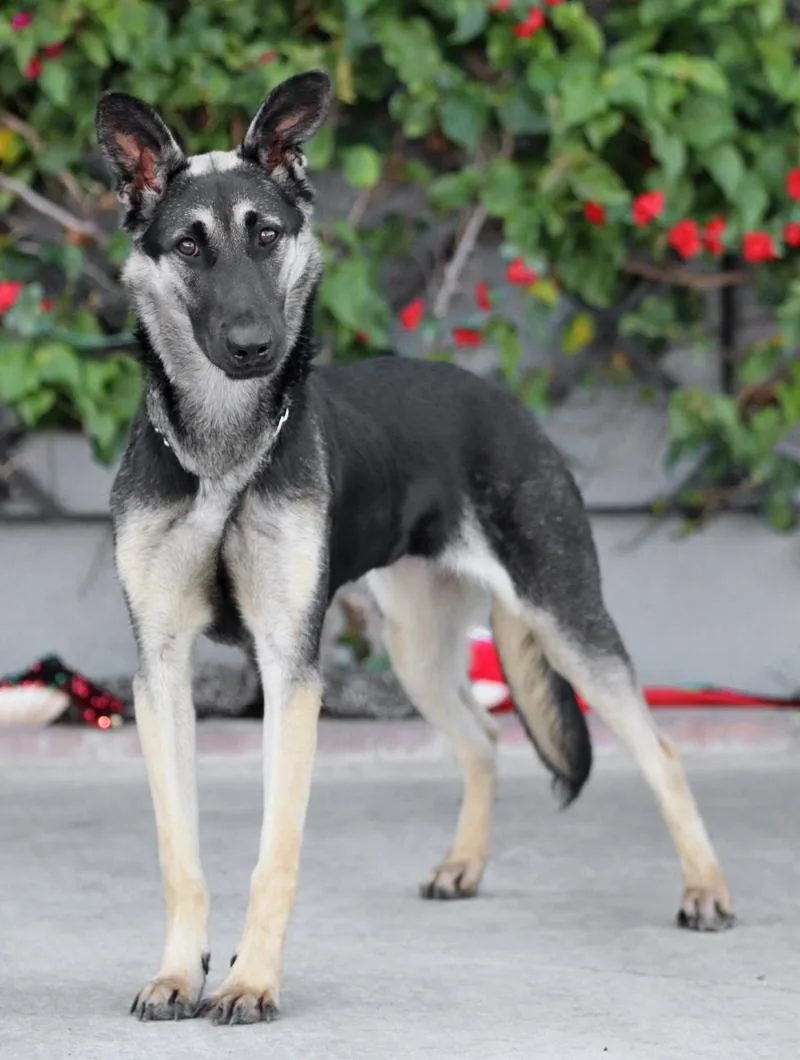 A young large-sized female Black German Shepherd Dog dog named Glenda von Glinde for adoption in Los Angeles, CA