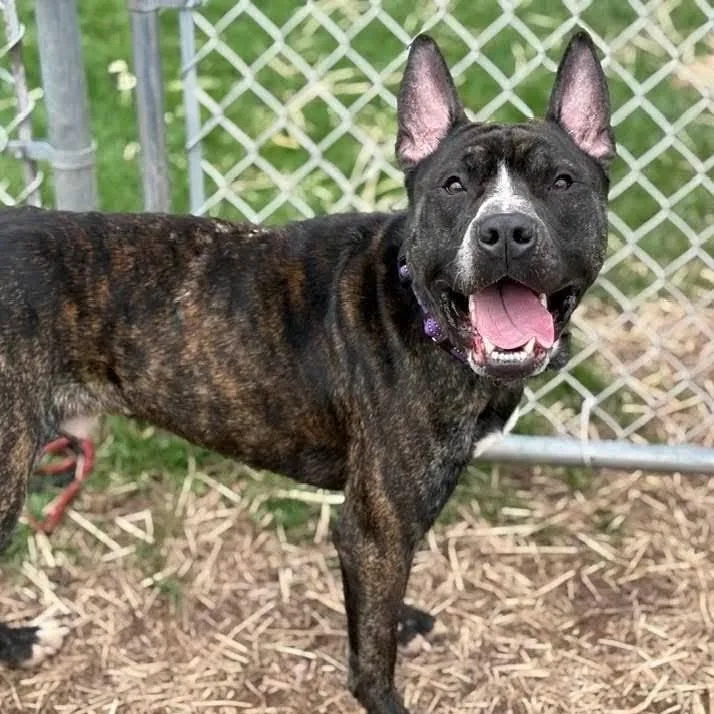 An adult large-sized male Brindle Terrier dog named Frog for adoption in Syracuse, NY