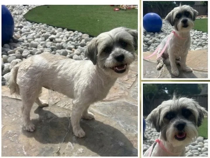 A young small-sized female Lhasa Apso dog named Kali for adoption in Dallas, TX