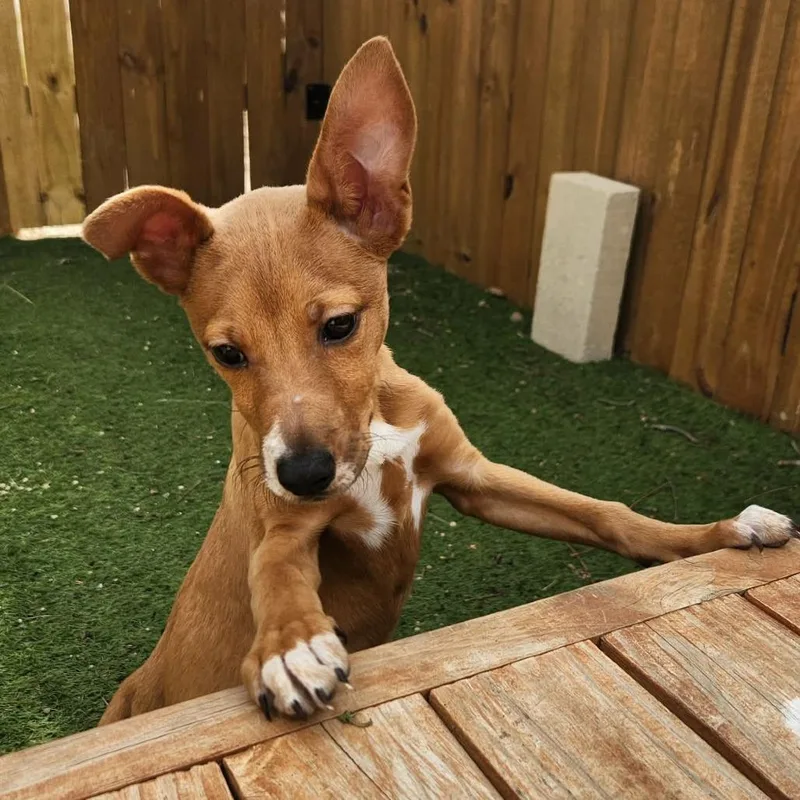 Maximus Jum thumbnail 2