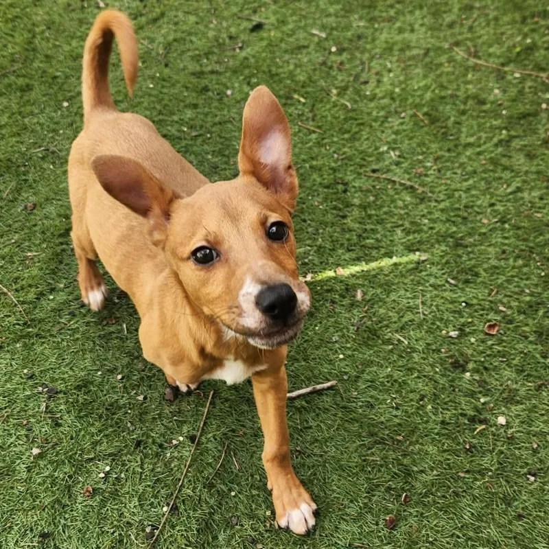 Maximus Jum thumbnail 3