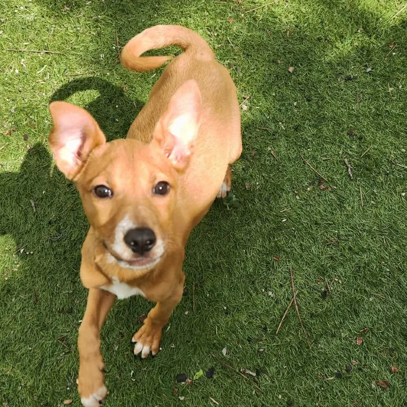 Maximus Jum thumbnail 4