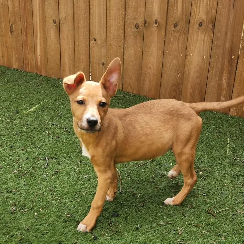 Maximus Jum thumbnail 5