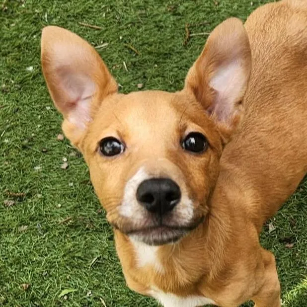 A baby medium-sized male Golden Basenji dog named Maximus Jum for adoption in Austin, TX