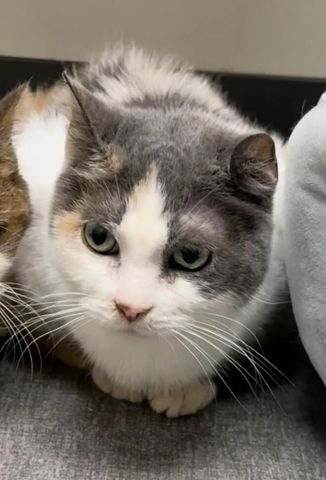An adult medium-sized female Calico Domestic Short Hair cat named Eleven for adoption in Osseo, MI