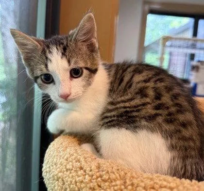 A young small-sized male Domestic Short Hair cat named Hoatzin for adoption in Midland, VA