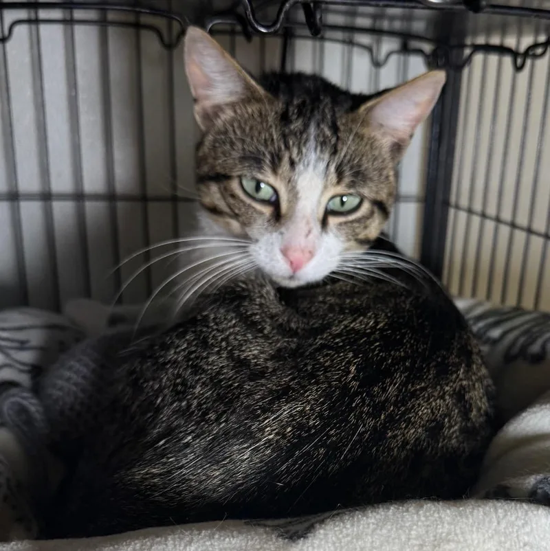 A young medium-sized male Domestic Short Hair cat named Wells for adoption in Saginaw, MI