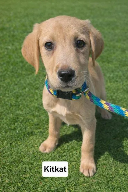Kitkat