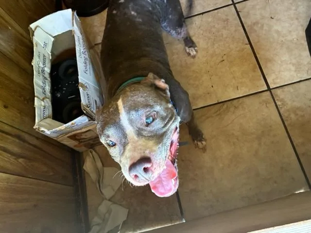 An adult medium-sized female Mixed Breed dog named Mercedes for adoption in West Palm Beach, FL