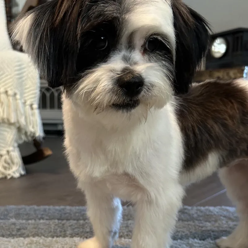A young small-sized female Shih Tzu dog named Annie for adoption in Fresno, CA