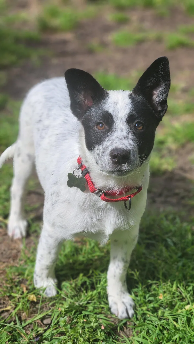 A young medium-sized female Cattle Dog dog named Holstein for adoption in Sunnyvale, CA
